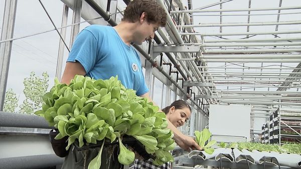 Finding Stuff Out - Where Does Food Come From?