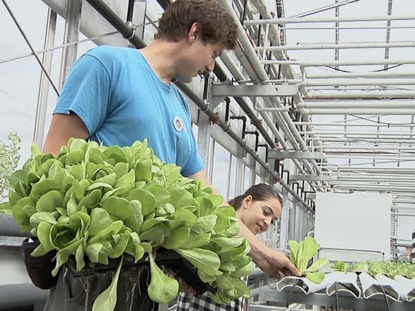 Finding Stuff Out - Where Does Food Come From?