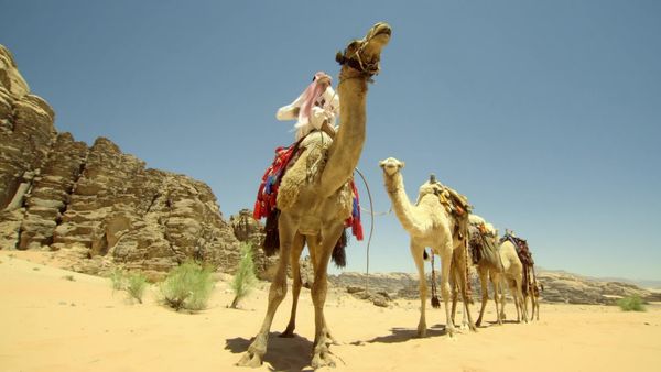 Wildest Middle East - Jordan