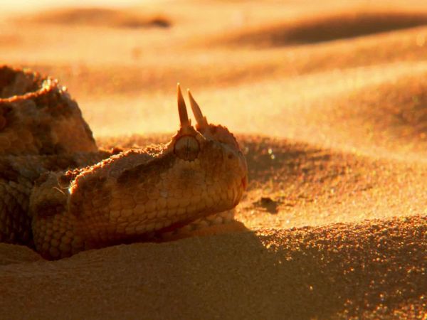 Wildest Middle East - Egypt