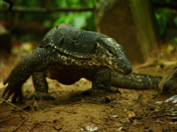 Wildest Islands - Philippines: Islands Of Mystery