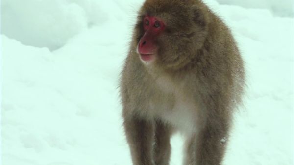 Wildest Islands - Japan: Islands Of Extremes