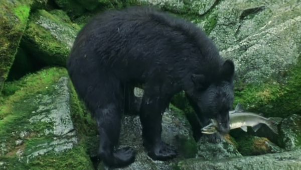 Wildest Islands - Vancouver Island: Rivers Of Life