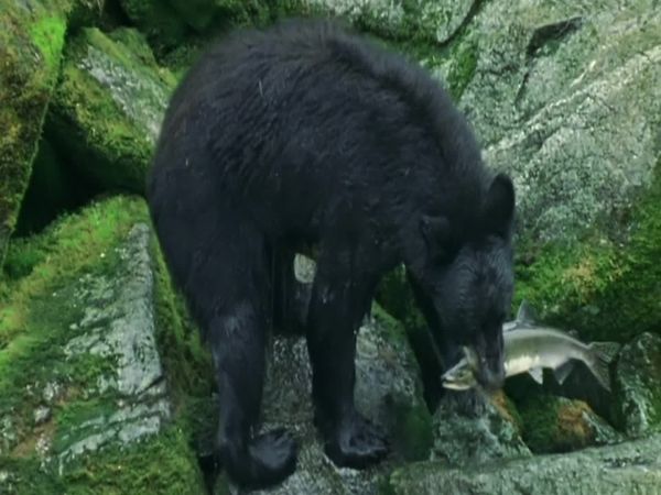 Wildest Islands - Vancouver Island: Rivers Of Life
