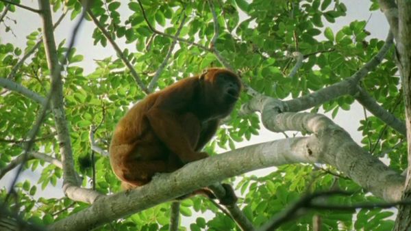 Wildest Islands - Amazon River Islands: The Floating Forests