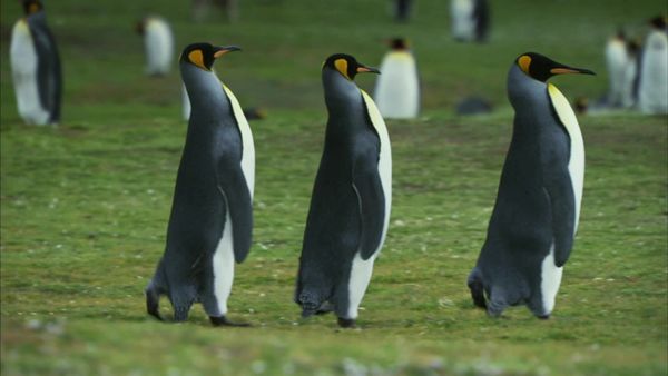 Wildest Islands - Falkland Islands: Penguin Paradise