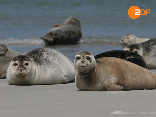 Wild Germany - Coasts