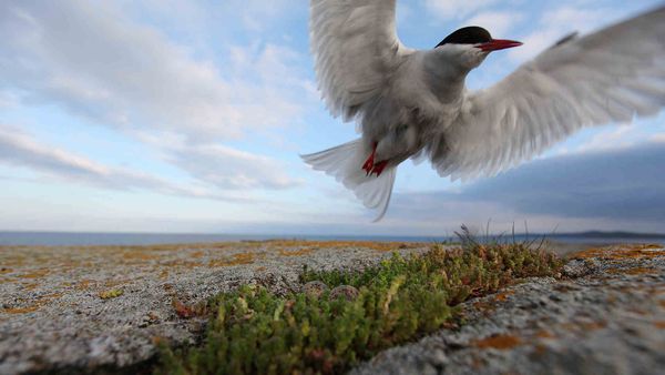 Wild Baltic Sea - Between Finland and Sweden