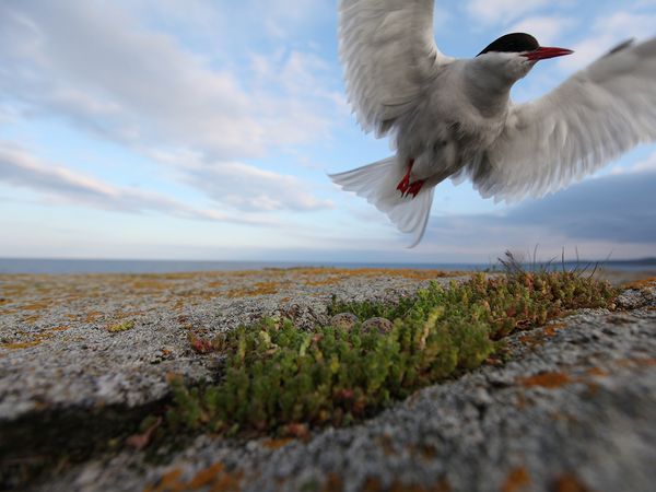 Wild Baltic Sea - Between Finland and Sweden