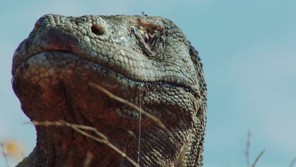 Wildest Indonesia - The Dragon's Domain