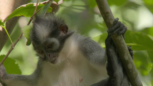 Wildest Indonesia - Volcona Nation