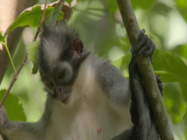 Wildest Indonesia - Volcona Nation