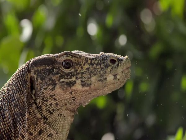 Wildest Indonesia - Islands of Monsoon