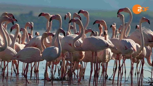 Wild Spain - The Mediterranean South