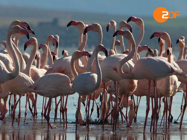 Wild Spain - The Mediterranean South