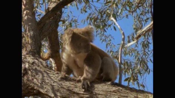 Snowy River: The McGregor Saga - The Search