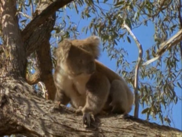 Snowy River: The McGregor Saga - The Search