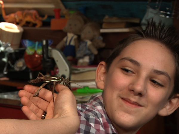 Finding Stuff Out - Insects