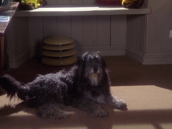 Doc Martin - En loco