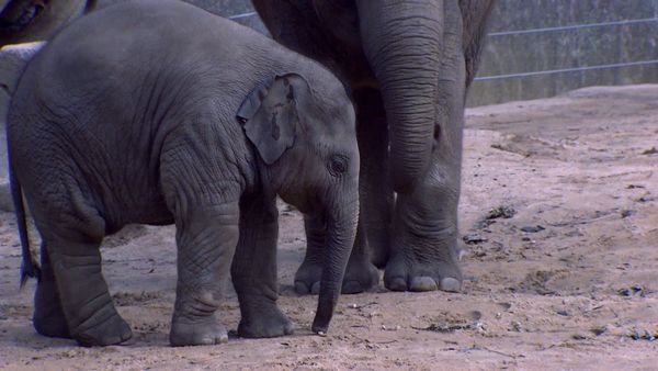 Zoo Babies: Cute and Curious - A Maize Jungle for Elephants
