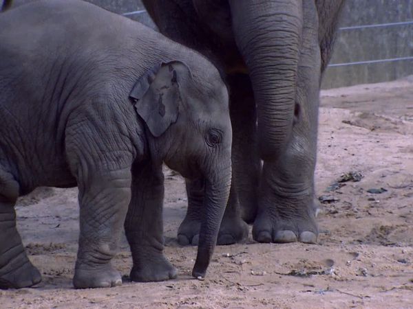Zoo Babies: Cute and Curious - A Maize Jungle for Elephants
