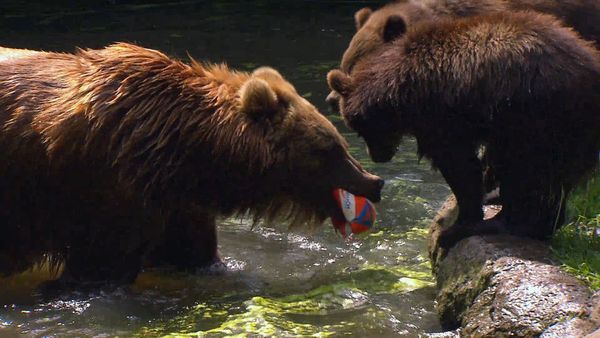 Zoo Babies: Cute and Curious - Sensation in the Bear Enclosure