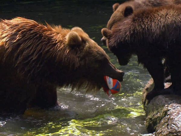 Zoo Babies: Cute and Curious - Sensation in the Bear Enclosure