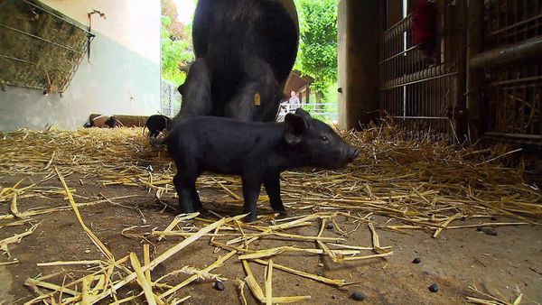 Zoo Babies: Cute and Curious - Little Piglets Having Big Adventures