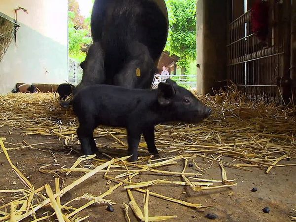 Zoo Babies: Cute and Curious - Little Piglets Having Big Adventures
