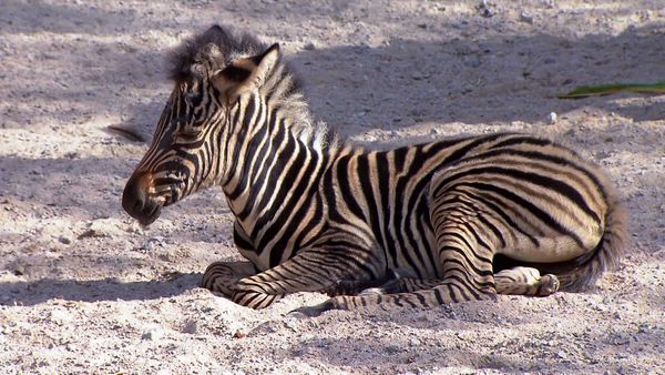 Zoo Babies: Cute and Curious - Baby Zebra & Otter