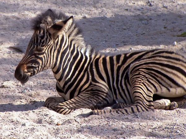 Zoo Babies: Cute and Curious - Baby Zebra & Otter