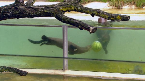 Zoo Babies: Cute and Curious - Swimming Lessons for the Giant Otter Young
