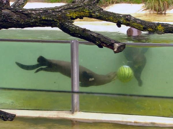 Zoo Babies: Cute and Curious - Swimming Lessons for the Giant Otter Young