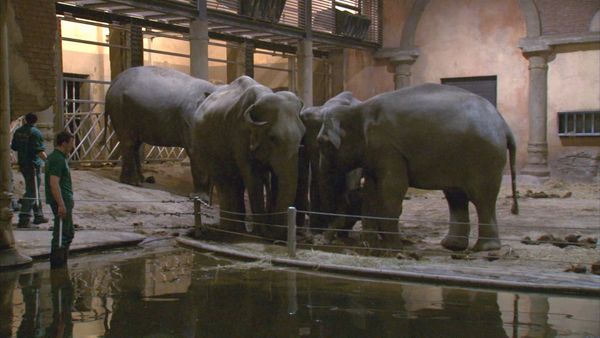 Zoo Babies: Cute and Curious - Thick-skinned Offspring in the Elephant House