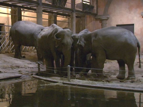 Zoo Babies: Cute and Curious - Thick-skinned Offspring in the Elephant House