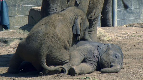 Zoo Babies: Cute and Curious - Two Young Elephants Go to School
