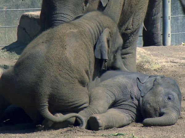 Zoo Babies: Cute and Curious - Two Young Elephants Go to School
