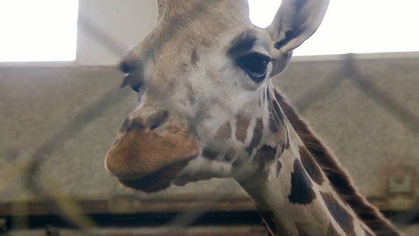 Zoo Babies: Cute and Curious - The Birth of the Baby Giraffe Mugambi