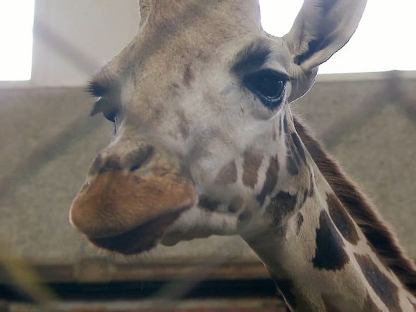 Zoo Babies: Cute and Curious - The Birth of the Baby Giraffe Mugambi