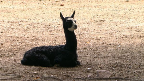 Zoo Babies: Cute and Curious - Concerns over an Alpaca Foal
