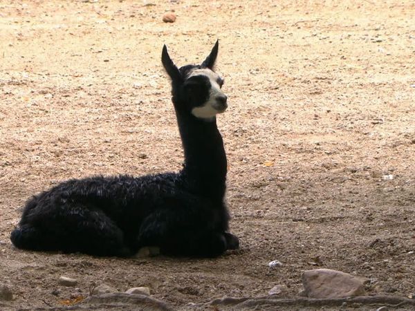 Zoo Babies: Cute and Curious - Concerns over an Alpaca Foal