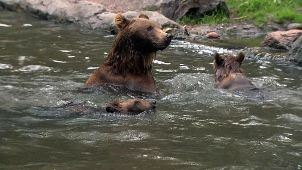Zoo Babies: Cute and Curious - Wild Frolicking in the Bear Enclosure