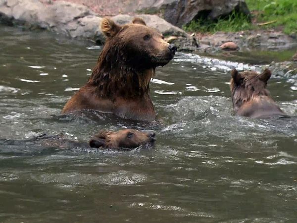 Zoo Babies: Cute and Curious - Wild Frolicking in the Bear Enclosure