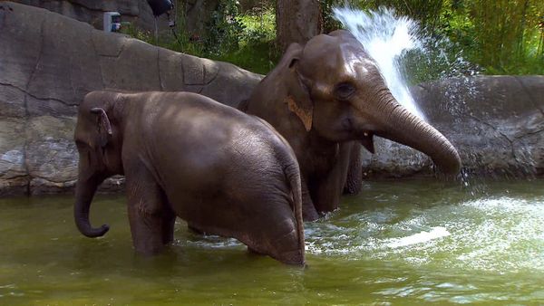 Zoo Babies: Cute and Curious - Poolparty in the Elephant Pond