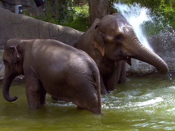 Zoo Babies: Cute and Curious - Poolparty in the Elephant Pond