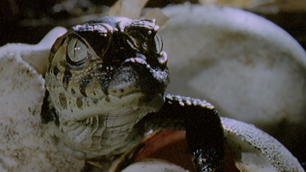 Wild Moments - Wildlife Warriors