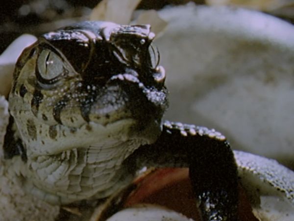 Wild Moments - Wildlife Warriors