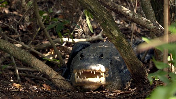 Wild Moments - Dangerous & Deadly