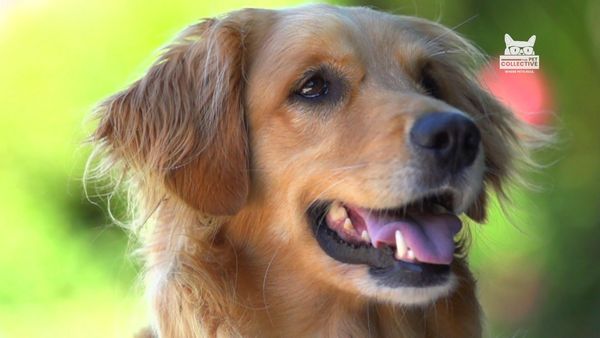 Horário Nobre Animal - Episódio 1