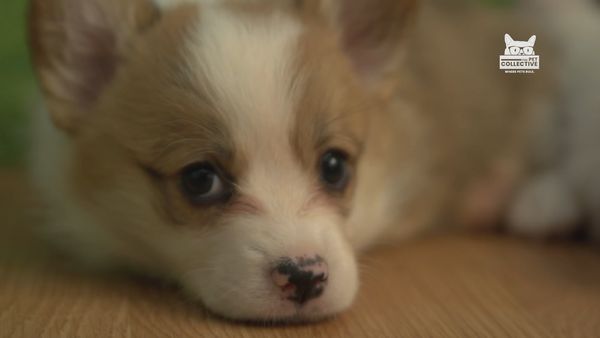 Horário Nobre Animal - Episódio 4
